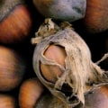 Where do the majority of hazelnuts come from?