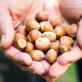 How long does it take for hazelnut trees to produce?