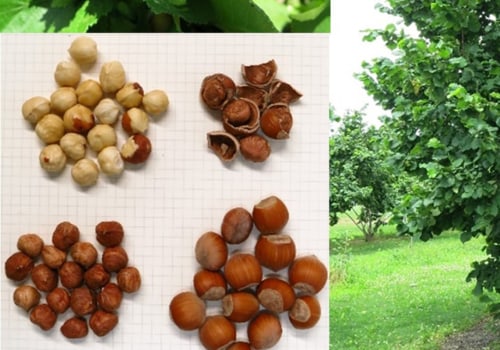 Are hazelnut trees self pollinating?