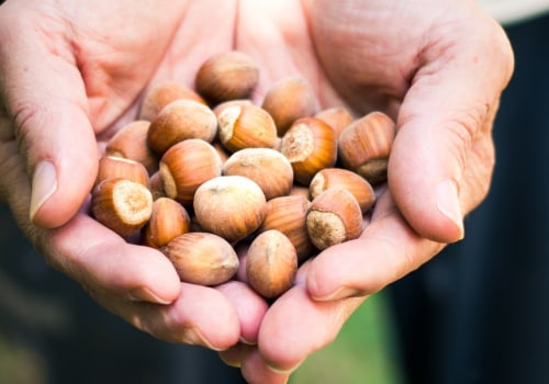 How do hazelnuts nuts grow?