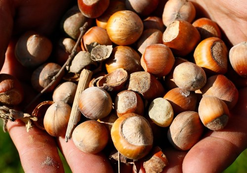 Are hazelnuts hard to grow?